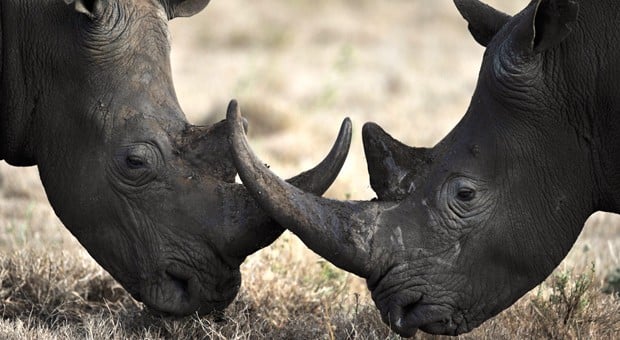 zoo-arcachon-avis-reduction-bassin-rhinoceros-noir
