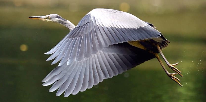 reserve-naturelle-bruges-parc-ornithologique-bordeaux-33