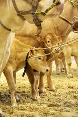 salon-agriculture-nouvelle-aquitaine-bordeaux-2022-vache