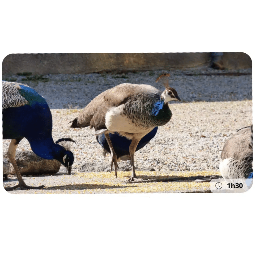 activité-enfant-bordeaux-famille 