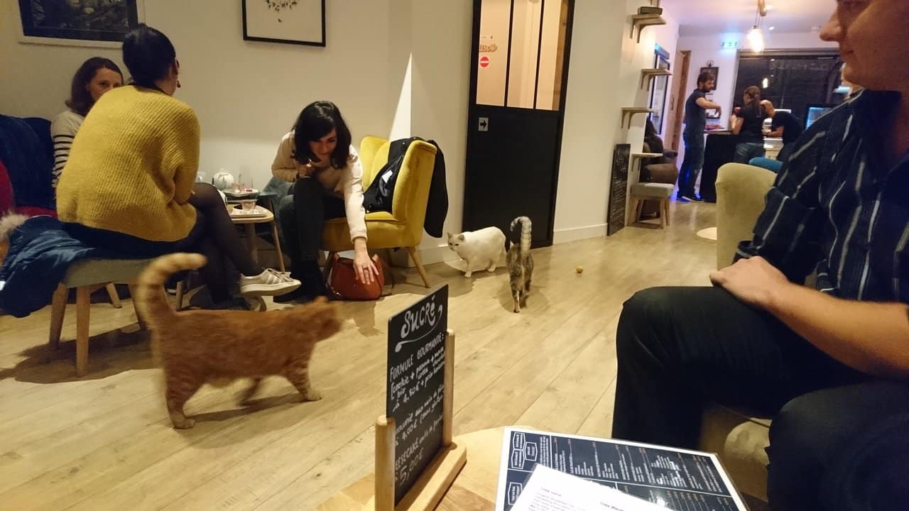 le-comptoir-des-chats-visite-insolite-familles-gironde-enfant