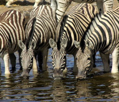 museum-histoire-naturelle-biodiversité
