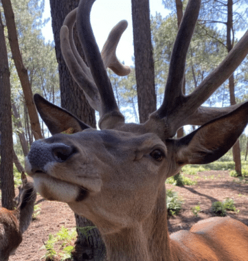 Chasse aux œufs Animalia 2026 Animaux