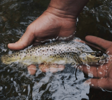 Chasse aux œufs Animalia 2026 truite peche