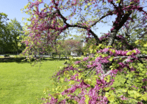 Parc Treulon