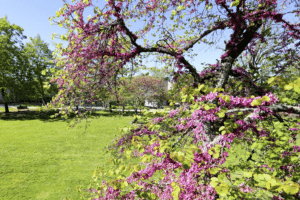 Parc Treulon