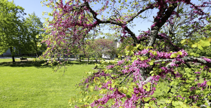 Parc Treulon